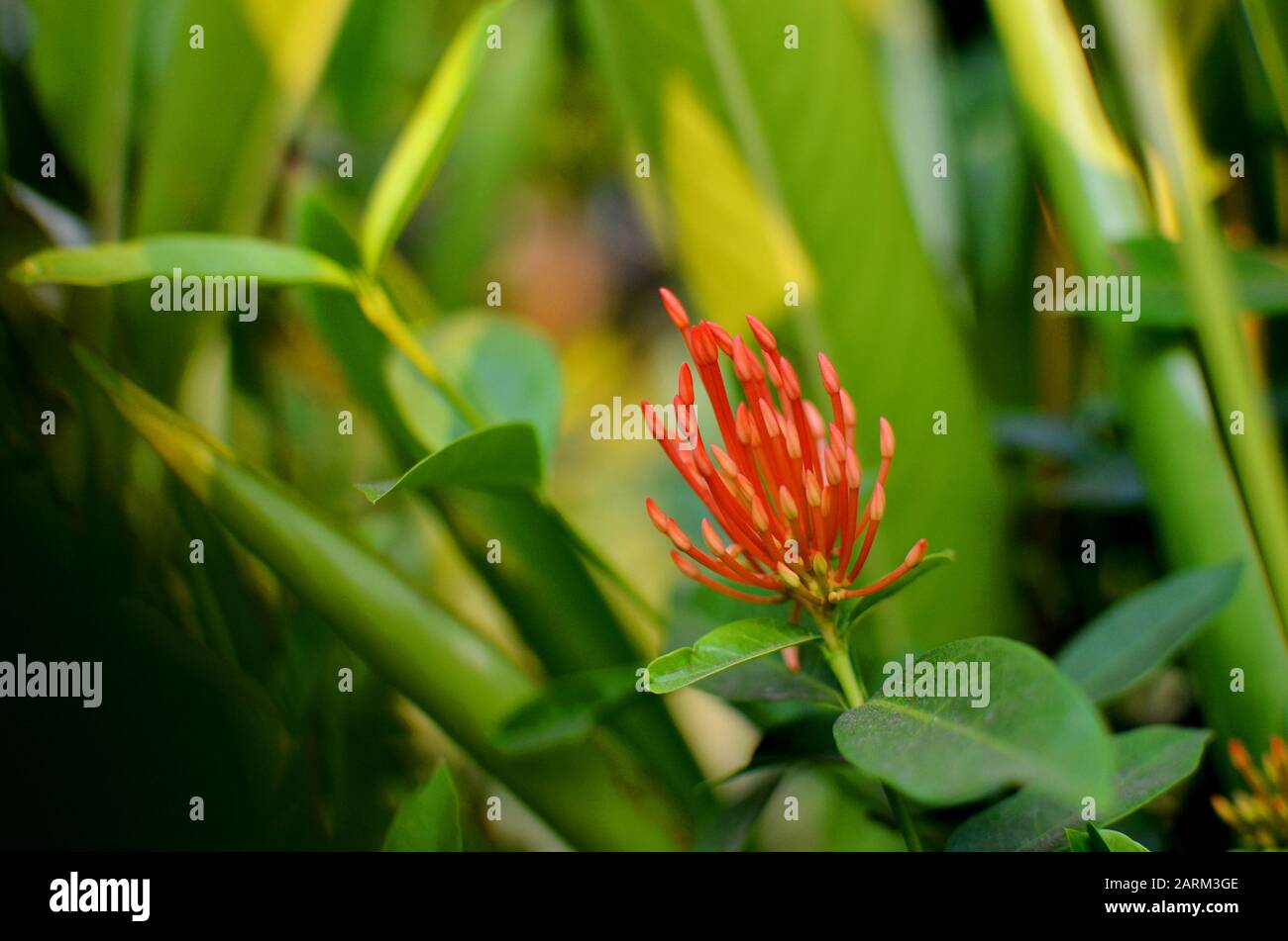 Red Ixora Blume Stockfoto