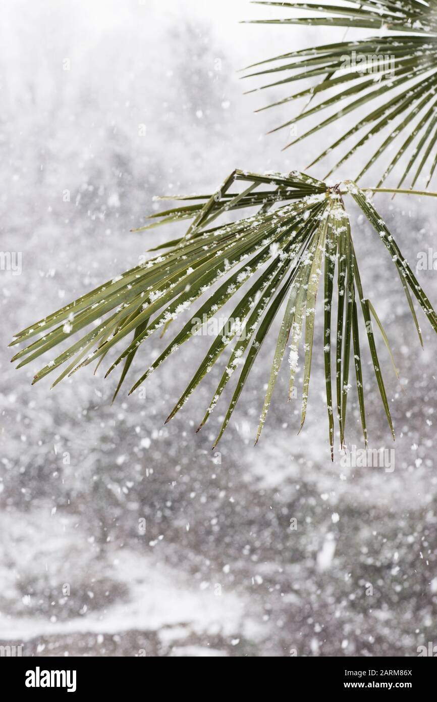 Palmen im Schneefall. Große Schneeflocken auf grünen Palmenblättern. Ungewöhnliches Wetter in den Tropen. Klimawandel. Stockfoto