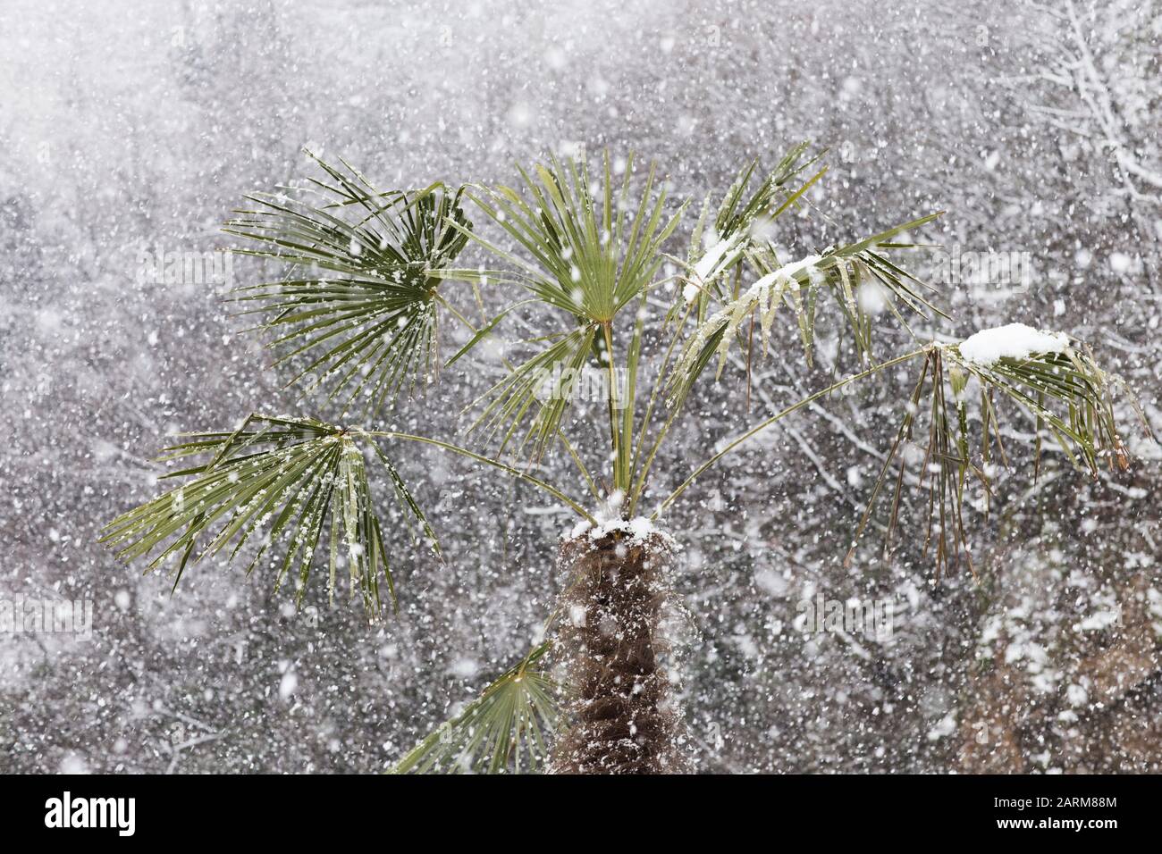 Palmen im Schneefall. Große Schneeflocken auf grünen Palmenblättern. Ungewöhnliches Wetter in den Tropen. Klimawandel. Stockfoto