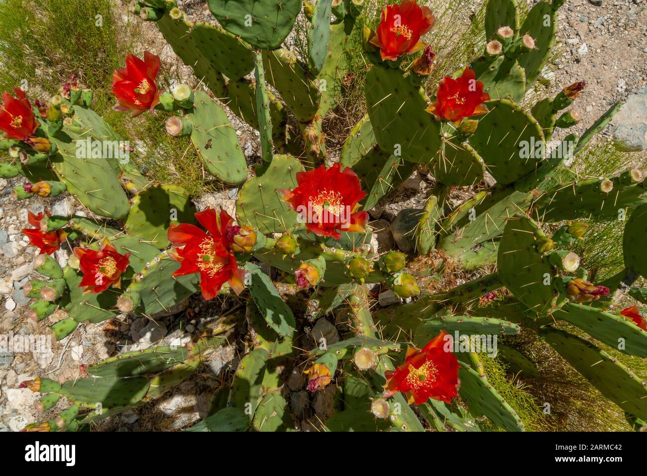 Stachelige Birnen (Opuntia spp.) Kaktusblüten mit der vollen Hitze des Tages in der Mojave-Wüste in der Nähe von Las Vegas Nevada, USA. Stockfoto