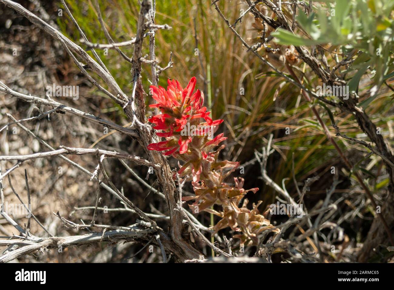 Castilleja, im Allgemeinen bekannt als indischer Pinsel oder Präriefeuer, blüht in der Wüste von Nevada. Stockfoto