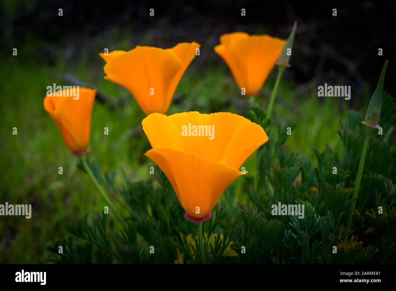 Leuchtend Orange Poppies - kalifornische Staatsblume Stockfoto