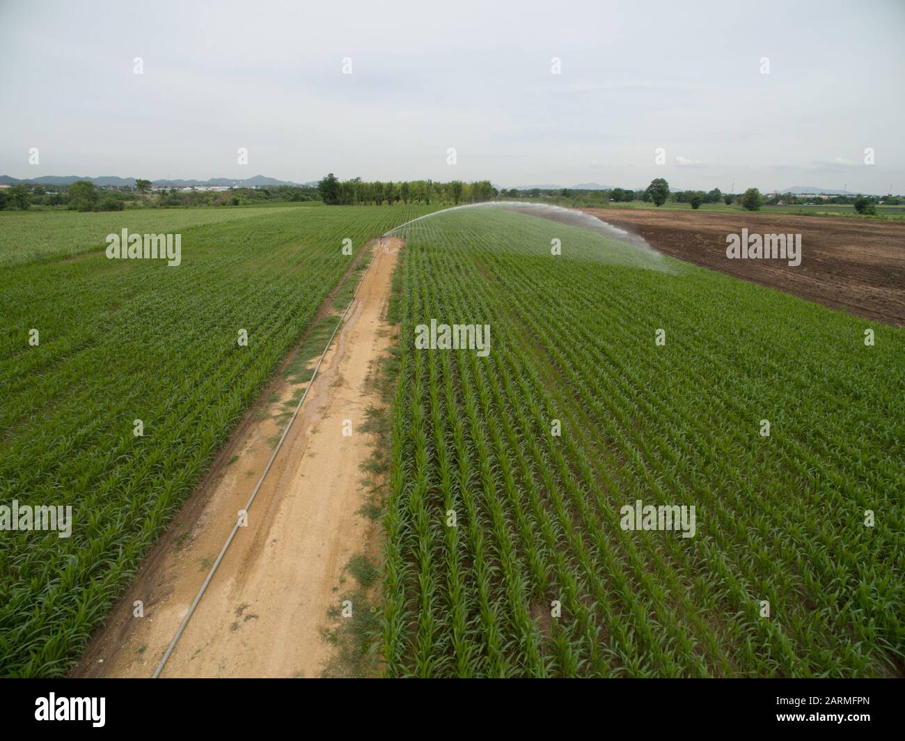 Luftantenne aus Maisfeld mit Bewässerung über dem Kopf Stockfoto