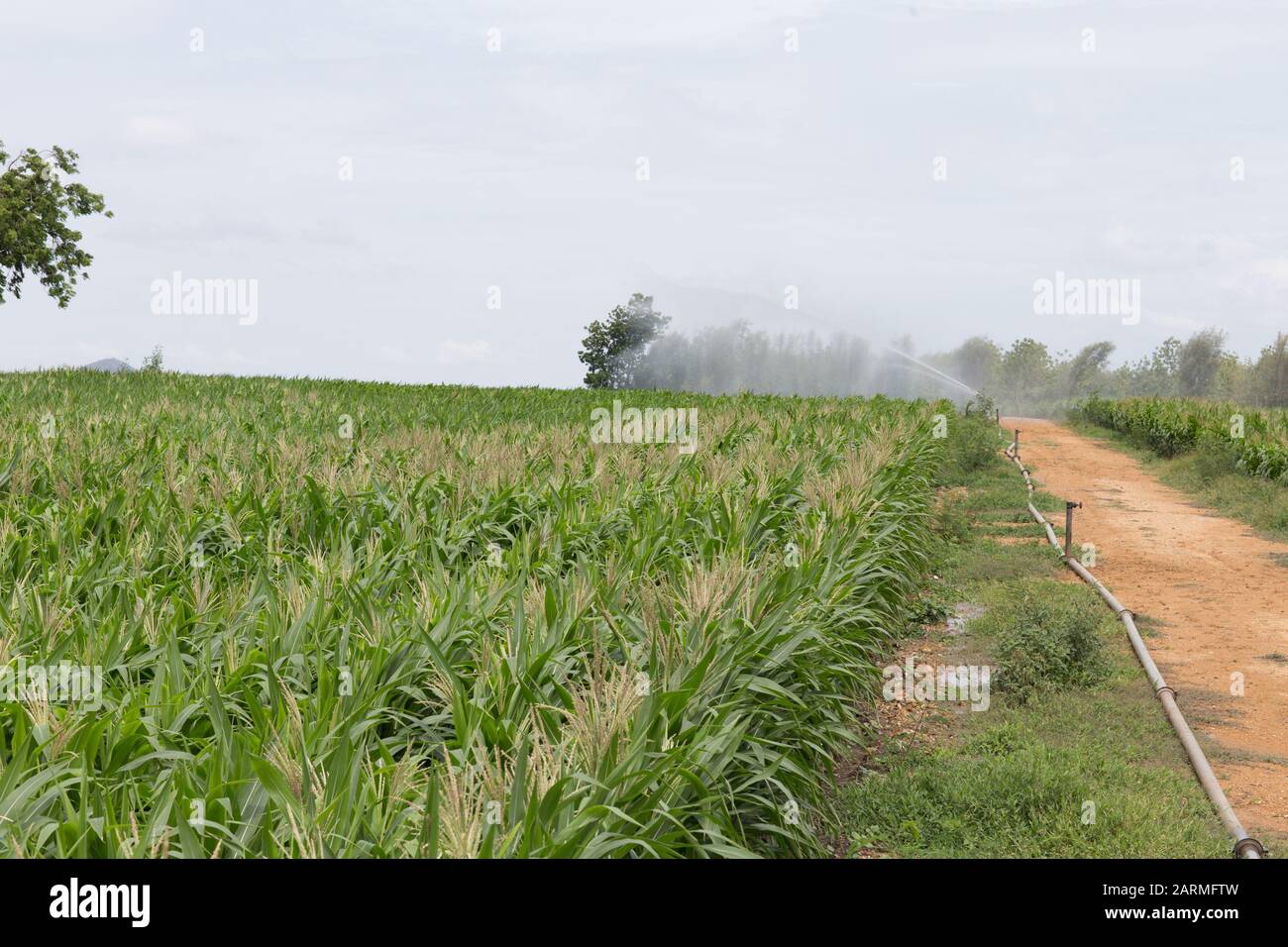 Grünes Feld mit Mais und Bewässerung über dem Kopf Stockfoto