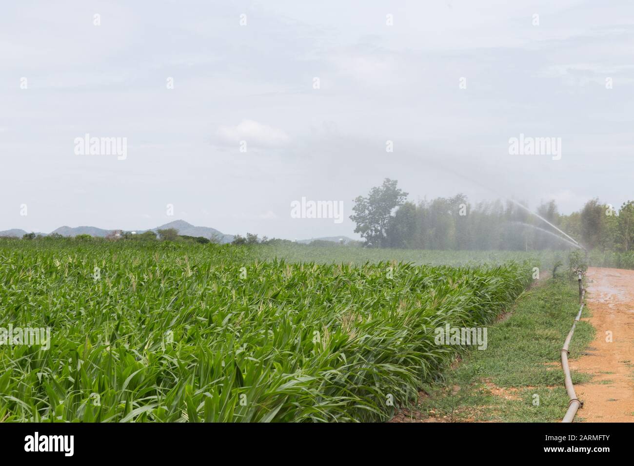 Bewässerung über dem Kopf mit Maisfeldern Stockfoto