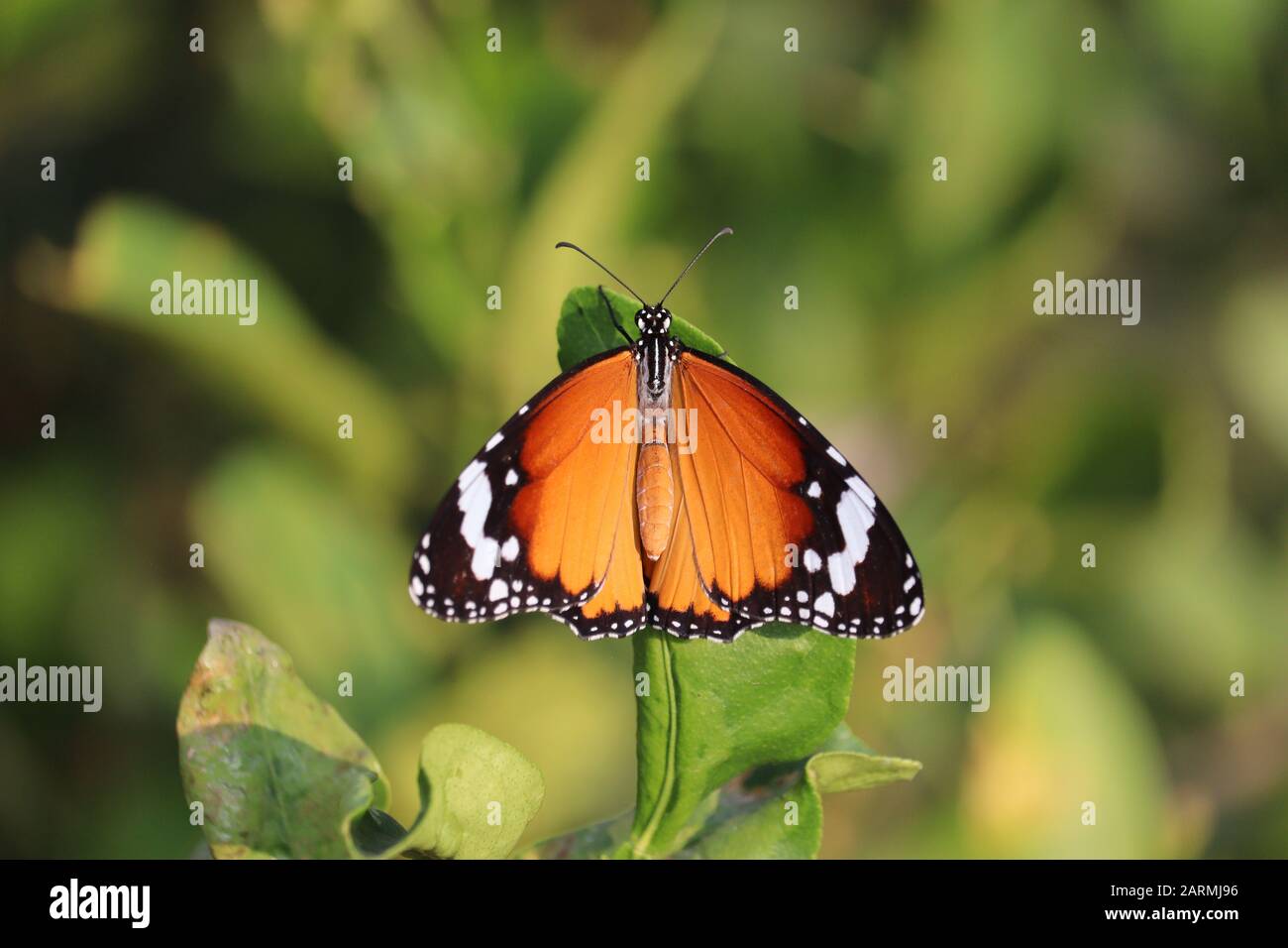 Porträt des Tiger-Schmetterlings im Frühjahr von jaipur Stockfoto