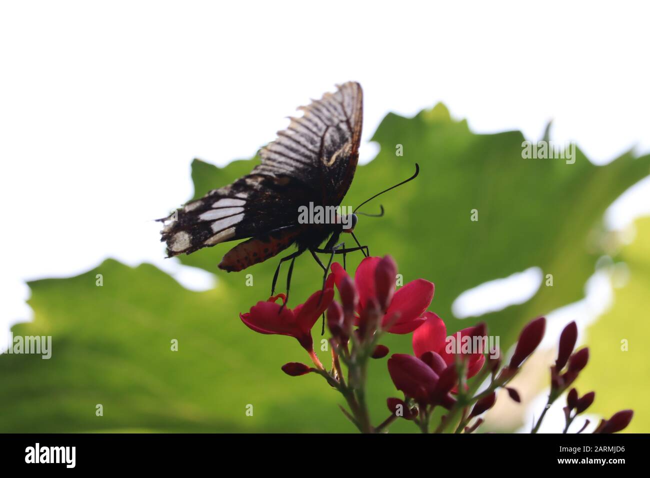 Mikrofoto von schwarzem Schmetterling, Schmetterlingsflügel an weißem Punkt im Frühling Stockfoto