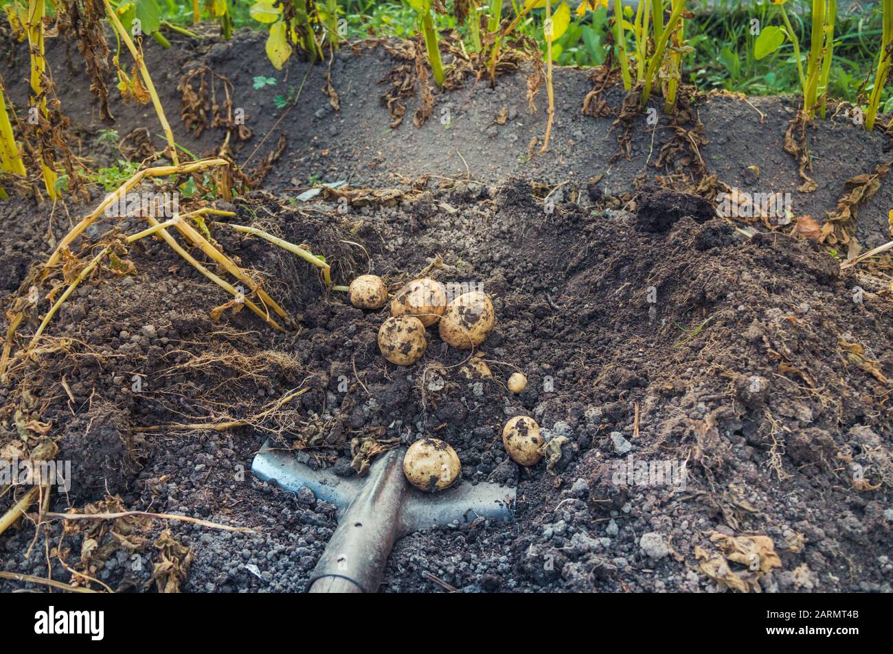 Mit einer Schaufel Haufen roher Frischkartoffeln aus dem Boden aufgraben Stockfoto