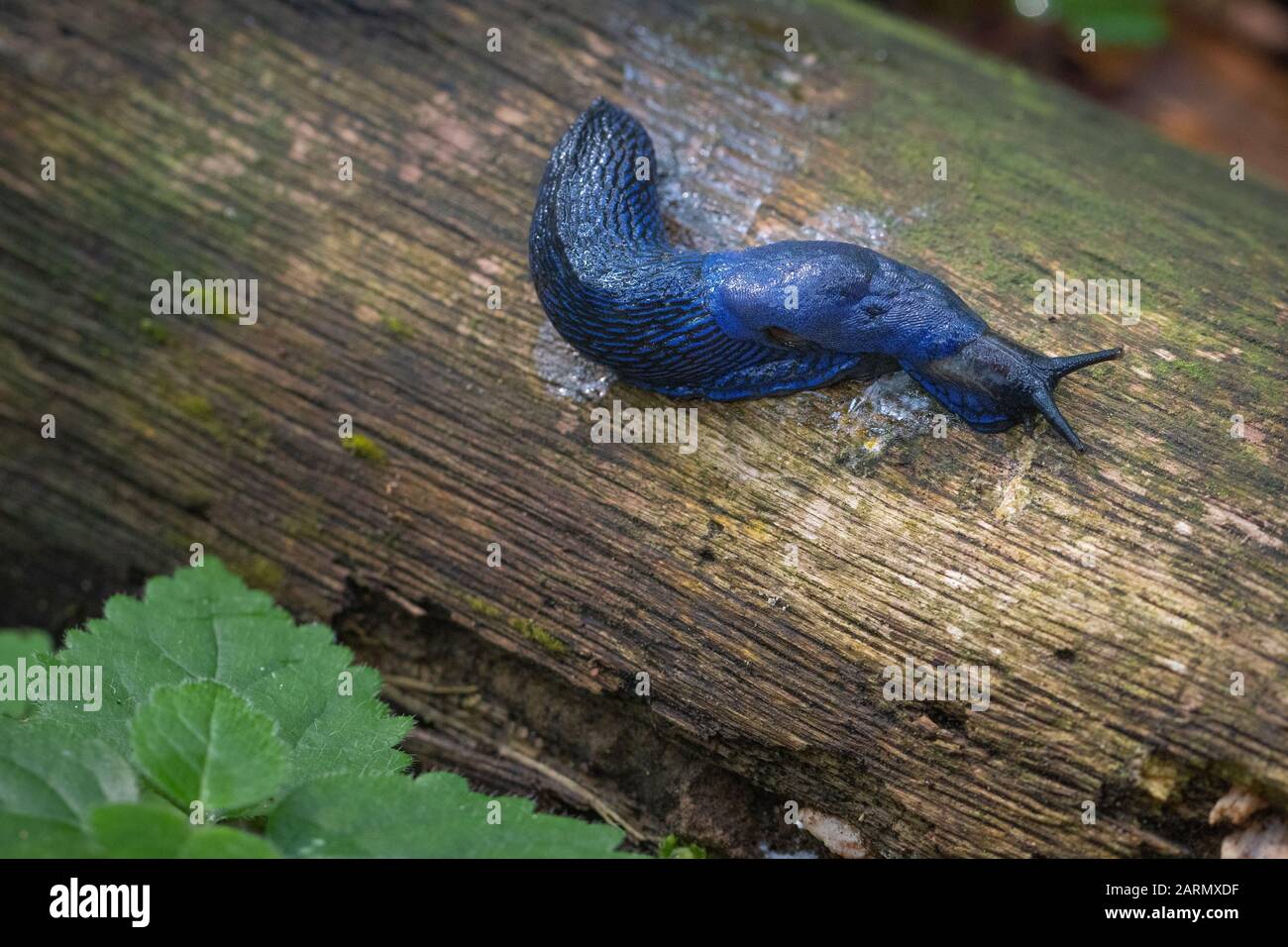 Bielzia-Coerulans ist die Karpatenblaue Schleppe oder einfach die blaue Schleppe Stockfoto