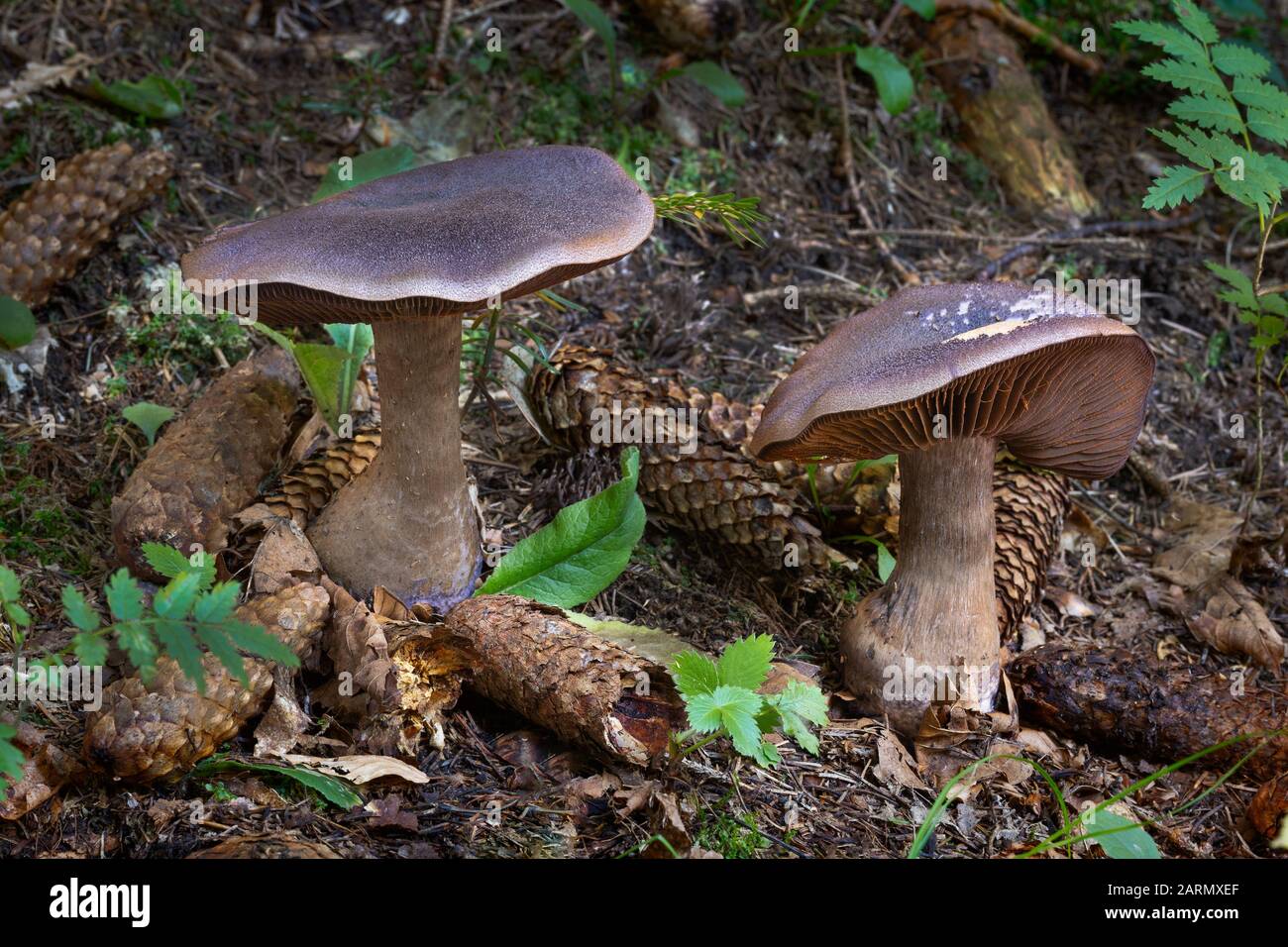 Wunderschönes violettes Waldornament. Ungenießbarer Pilz. Stockfoto