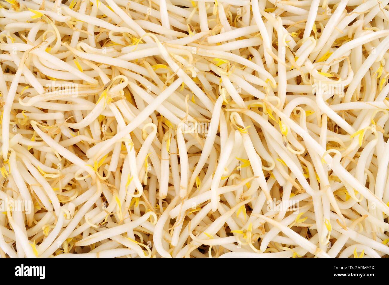 Frischer, roher, gesunder, frischer Beanspraw-Hintergrund Stockfoto