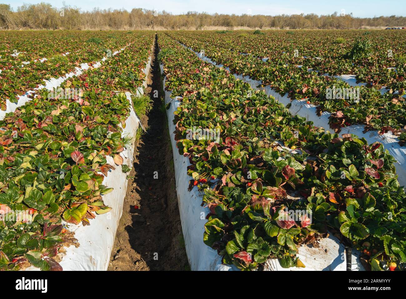Erdbeerfeld. Erdbeerpflanzen in einer Reihe Stockfoto