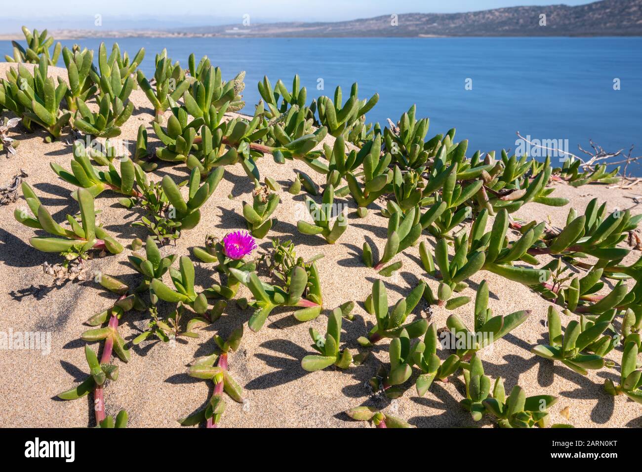 Sanddünen am Strand und schöne saftige Pflanze - Hardy Eispflanze in Blüte Stockfoto