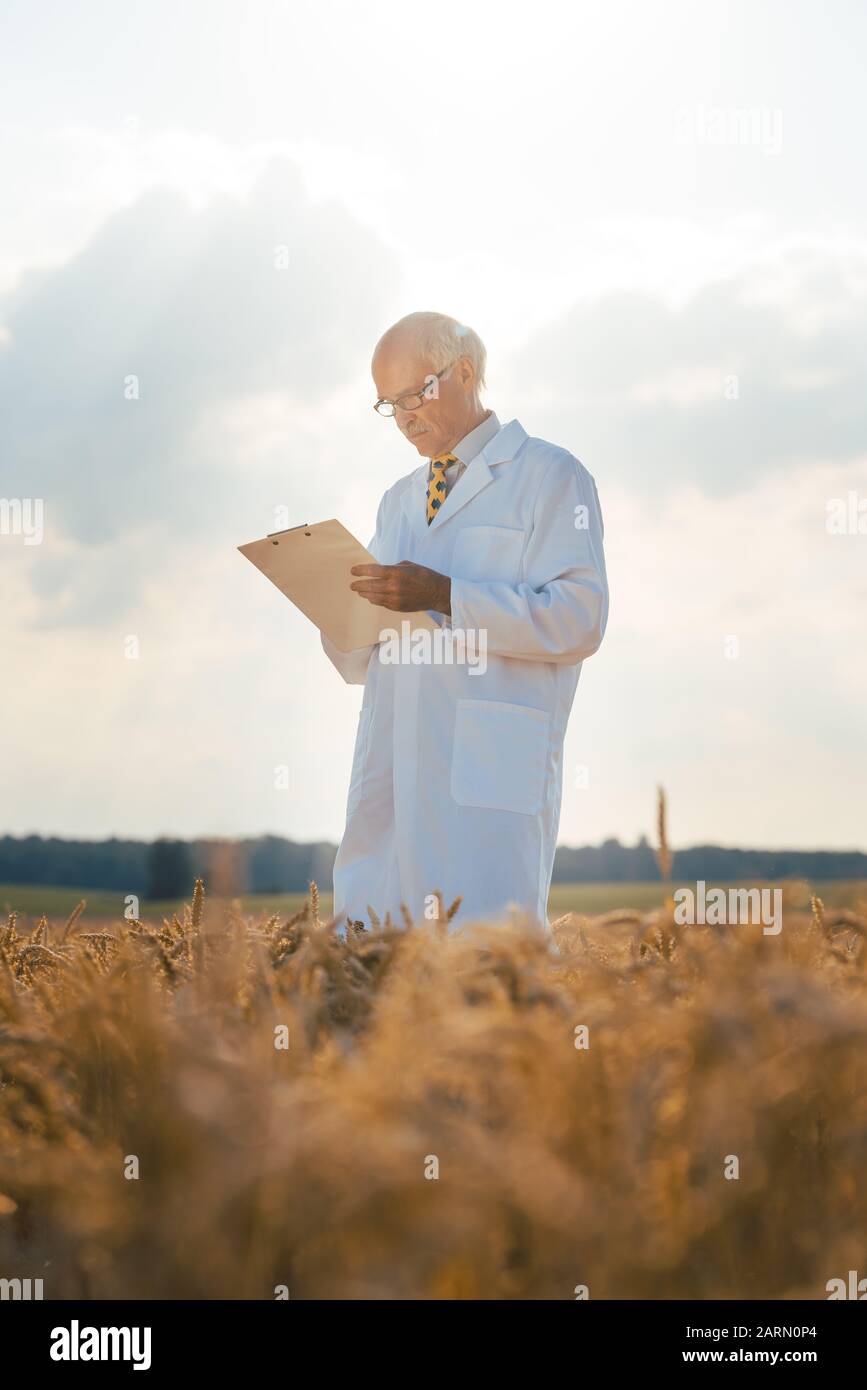 Agrarwissenschaftler tracking Daten für neue Rasse von Getreide Stockfoto