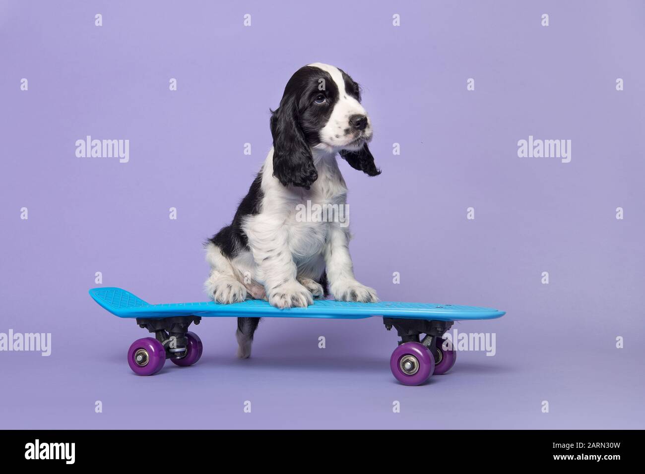 on skateboard -Fotos und -Bildmaterial in hoher Auflösung - 3 - Alamy
