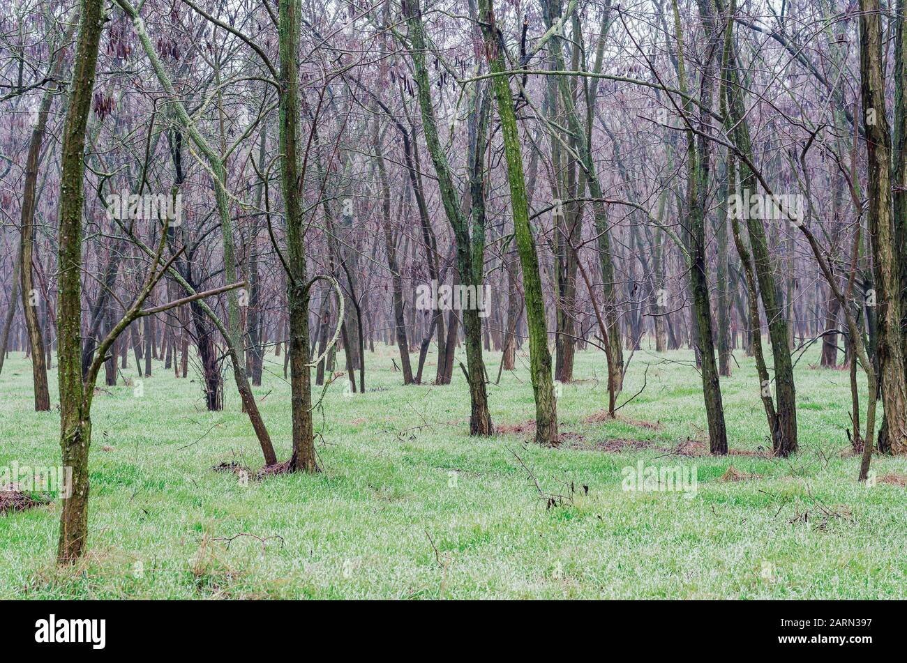 Junges Grüngras im Quellwald. Am frühen Morgen unter den Akazienbäumen. Selektiver Fokus. Ohne Menschen. Stockfoto