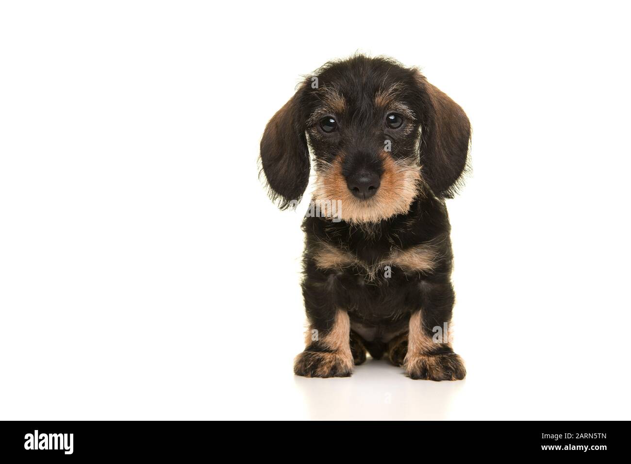 Sitzender Mini-Dachshund Welpe mit Blick auf die Kamera isoliert auf einem weißen Hintergrund von vorne gesehen Stockfoto
