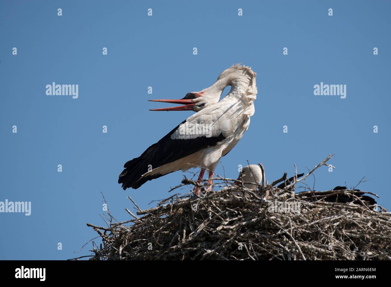 Rasselender Storch auf seinem Nest an einem blauen Himmel Stockfoto