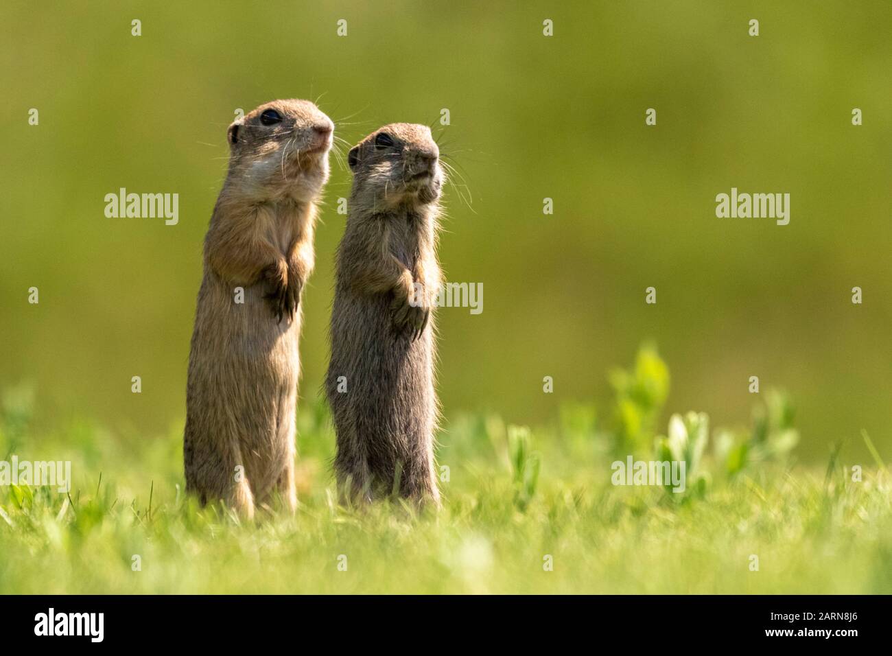 Zwei europäische Bodenhörnchen, Spermophilus citellus auf den Hinterfüßen, auf grünem Gras, Nationalpark Kiskunsági Nemzeti, Ungarn Stockfoto