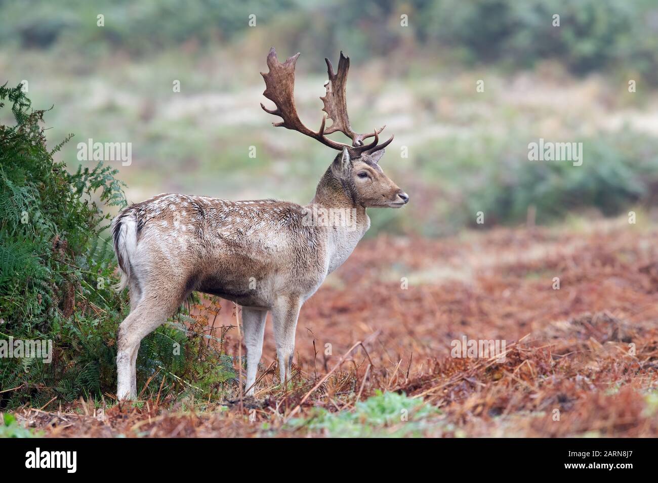 Fallow Deer Buck (Dama dama) im Herbstrut Stockfoto