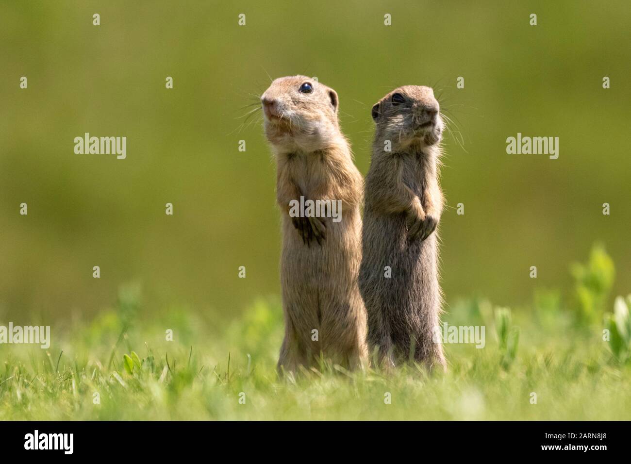 Zwei europäische Bodenhörnchen, Spermophilus citellus auf den Hinterfüßen, auf grünem Gras, Nationalpark Kiskunsági Nemzeti, Ungarn Stockfoto