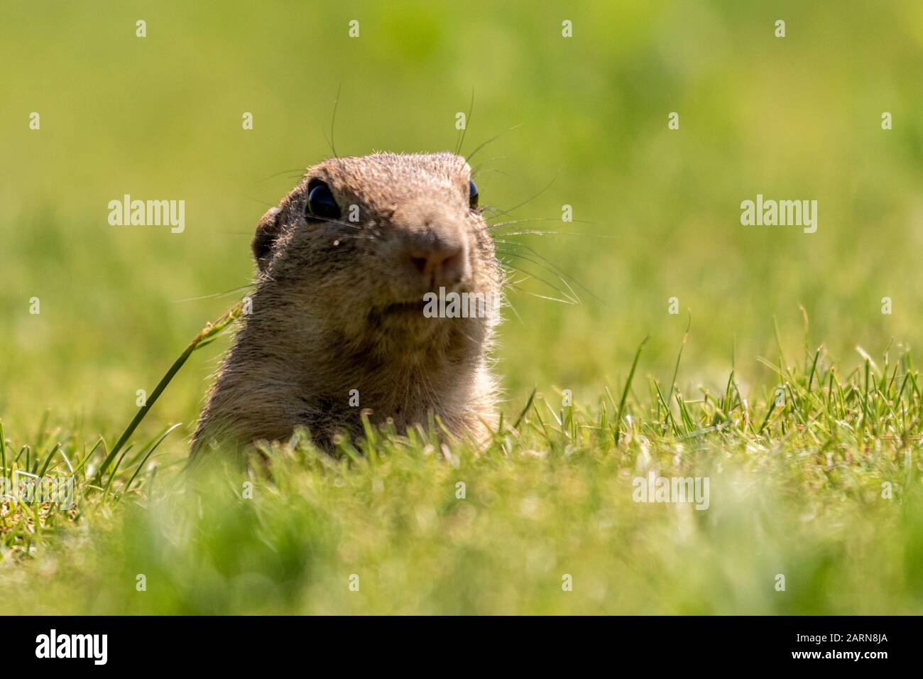 Europäisches Bodenhörnchen, Spermophilus citellus liegt auf grünem Gras und blickt in den Kiskunsági Nemzeti Nationalpark, Ungarn Stockfoto