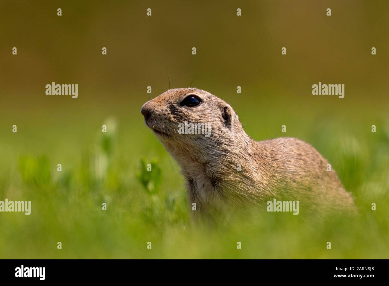Europäisches Bodenhörnchen, Spermophilus cibellus auf grünem Gras, Nationalpark Kiskunsági Nemzeti, Ungarn Stockfoto