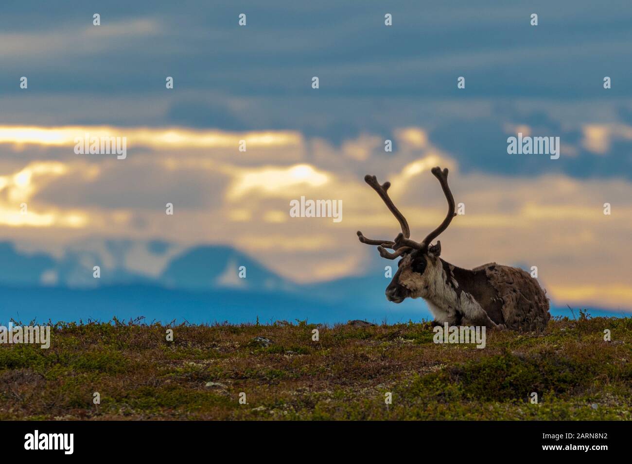 Rentier, Rangifer tarandus, unten liegend, bei Sonnenuntergang, der Himmel ist sehr bunt, auf dem Berg Dundret, Gällivare, Schwedisch Lappland, Schweden Stockfoto