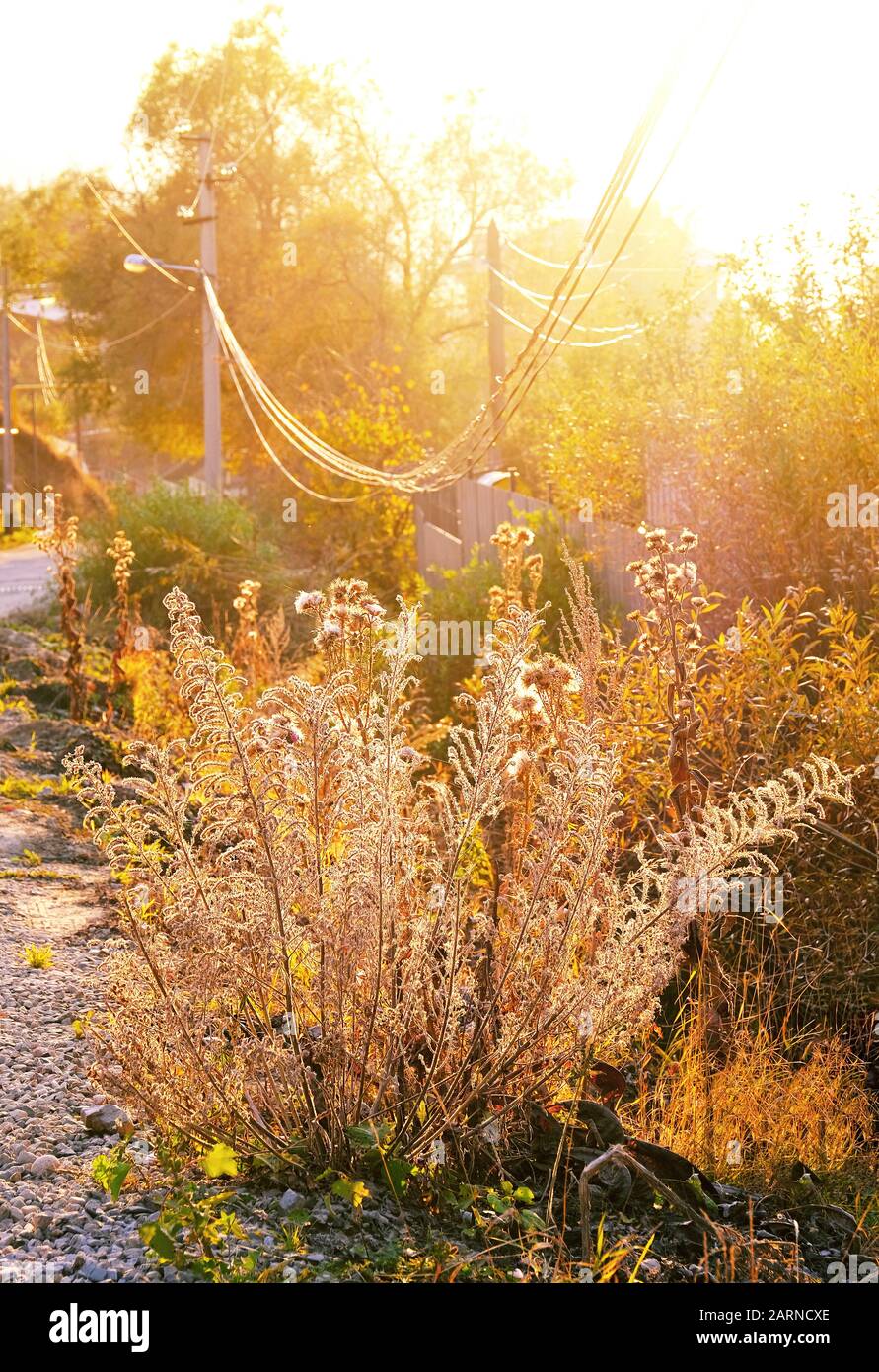 Landschaft bei Sonneneinstrahlung bei Sonnenuntergang; Stromleitungen, Lieferung von Strom an Wohnungen in ländlichen Gebieten Stockfoto