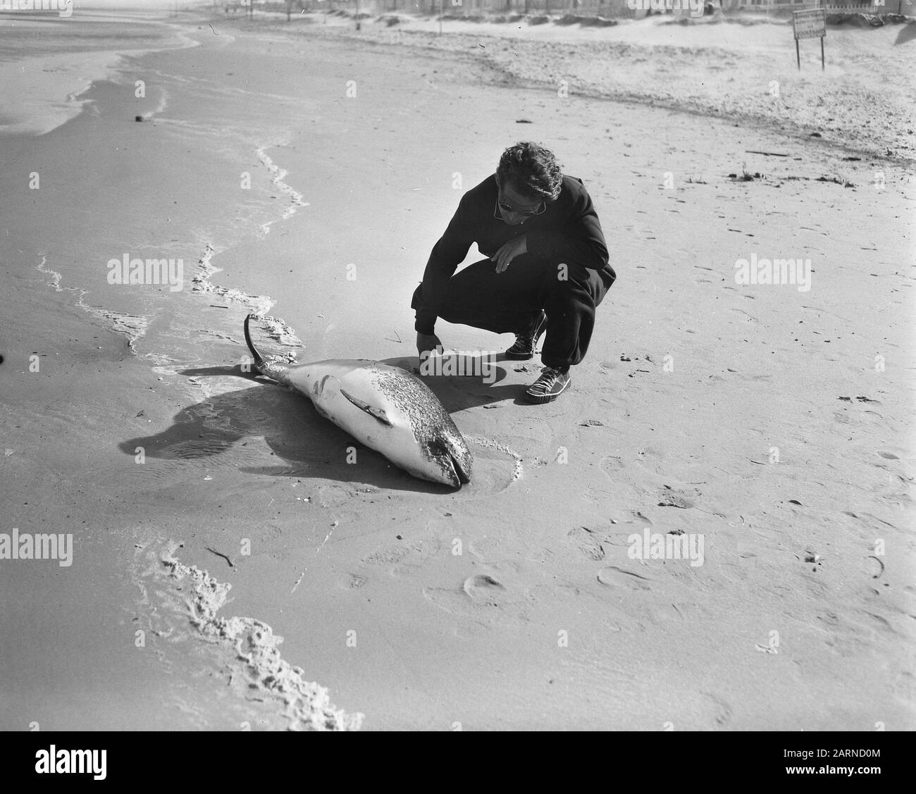 Strand von Storm aan Zandvoort. Verwaschene Porpoise Datum: 30. Juli 1956 Stichwörter: Stürme, Strände, Angeln Stockfoto