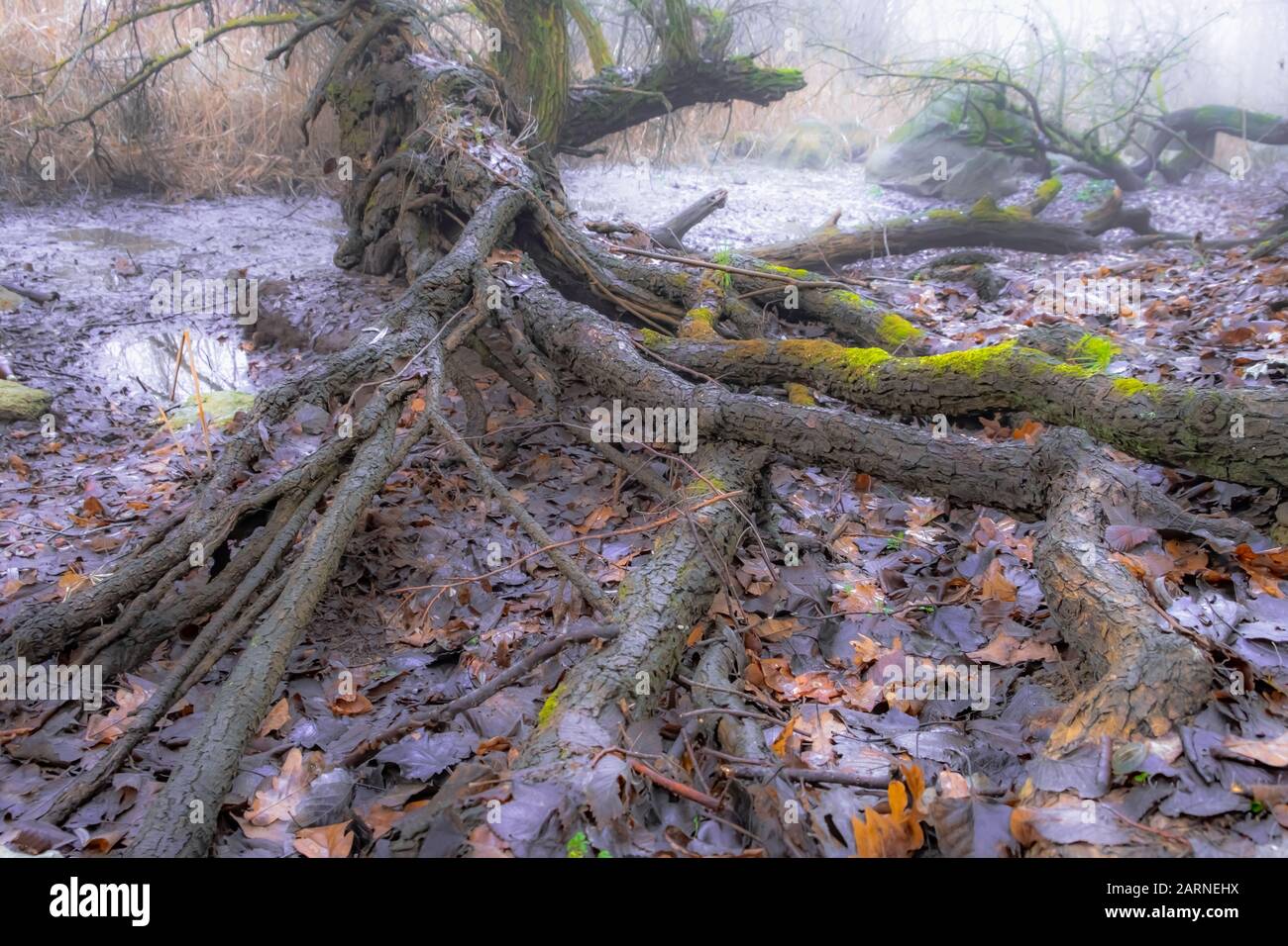Wurzeln eines Baumes . dichter Wald Stockfoto