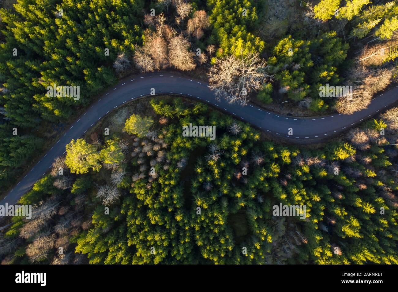 Eine sehr kurvenreiche Straße schlängelt sich durch den dichten Wald in Östergötland in Mittelschweden. Niedrige Standsonne und spärliche Bäume im späten Herbst Stockfoto