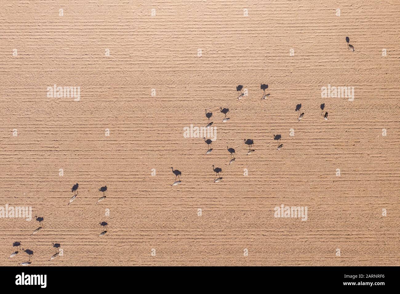 Eine Vogelschar sucht auf einem Feld nach Samen. Die niedrige Standsonne sorgt für fantastische Schatten. Zusammen erzeugen ihre Kontraste natürliche Kunst Stockfoto