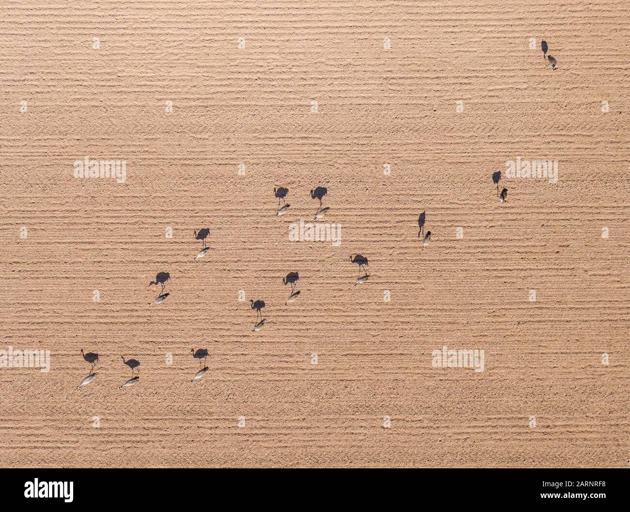 Eine Vogelschar sucht auf einem Feld nach Samen. Die niedrige Standsonne sorgt für fantastische Schatten. Zusammen erzeugen ihre Kontraste natürliche Kunst Stockfoto