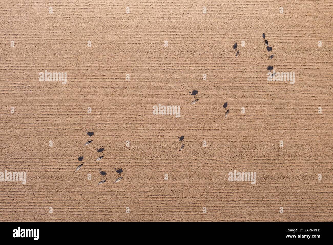 Eine Vogelschar sucht auf einem Feld nach Samen. Die niedrige Standsonne sorgt für fantastische Schatten. Zusammen erzeugen ihre Kontraste natürliche Kunst Stockfoto