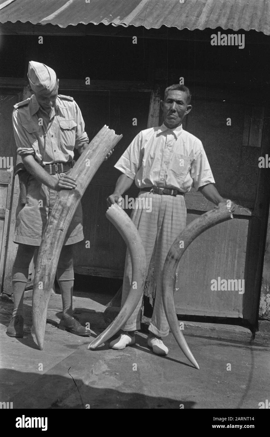Bemerkungen Lahat Indonesier und Holländisches Militär zeigen Elefant steht Datum: 16. Oktober 1948 Ort: Indonesien, Lahat, Niederländische Ostindien, Sumatra Stockfoto