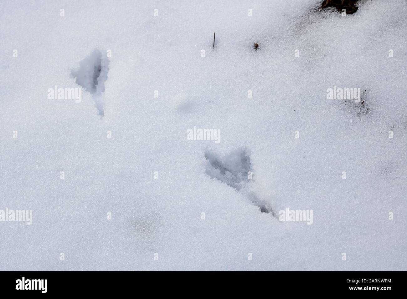 Spuren von Vögeln im Schnee schließen sich Stockfoto