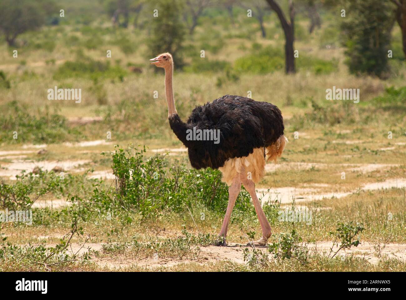 Ein männlicher Ostrich in seinem weichen Federkleid, aufmerksam vorbeiläuft Stockfoto