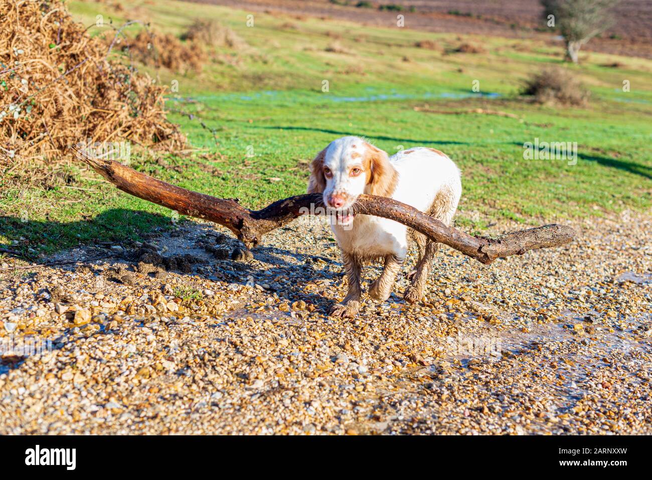 Brauner und weißer Cocker Spaniel-Hund mit einem sehr großen Stock Stockfoto