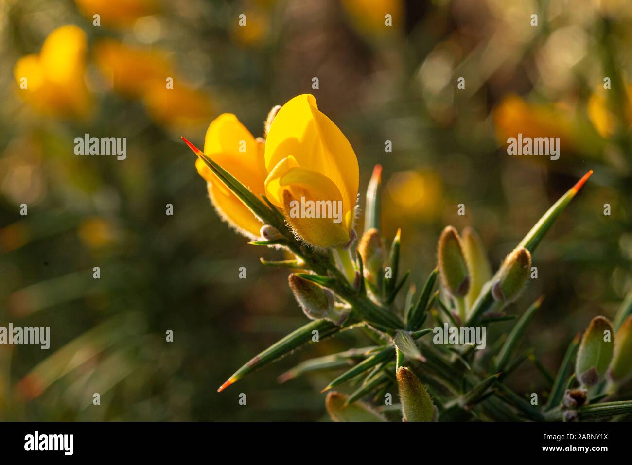 Gelbe Blumen und scharfe Dornen an einem Gorsebusch im Winter in Großbritannien Stockfoto