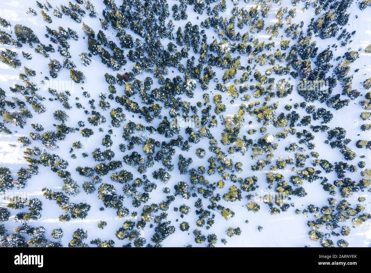 Ein Luftbild von Bäumen im Wald und Bergen mit Schnee Stockfoto