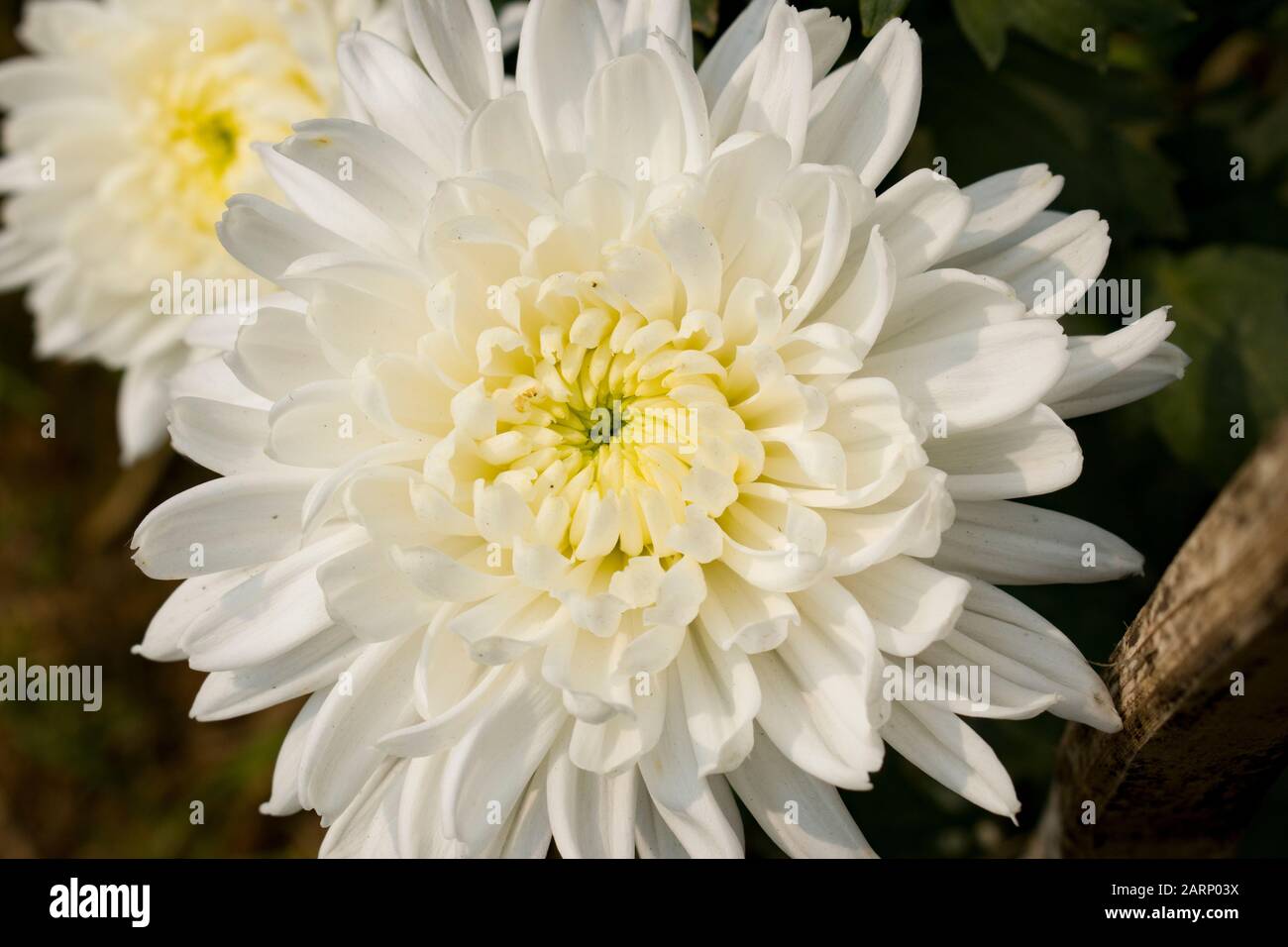 Chrysantheme, die manchmal auch als Mama oder Chrysanthus bezeichnet werden, sind in der Familie der Asteraceae blühende Pflanzen der Gattung Chrysanthemum. Stockfoto