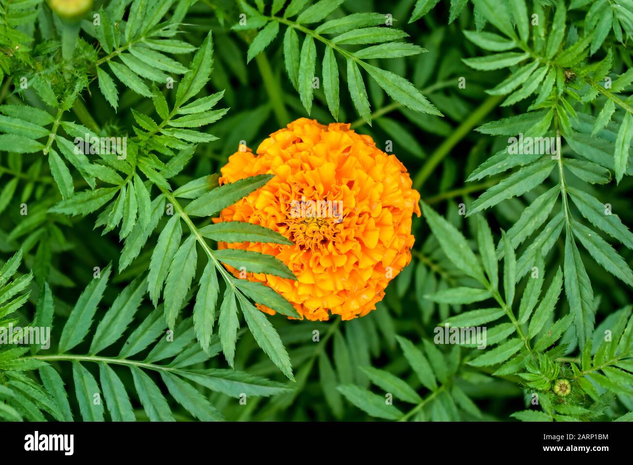 Indische gemeine goldgelbe Marigold. Stockfoto