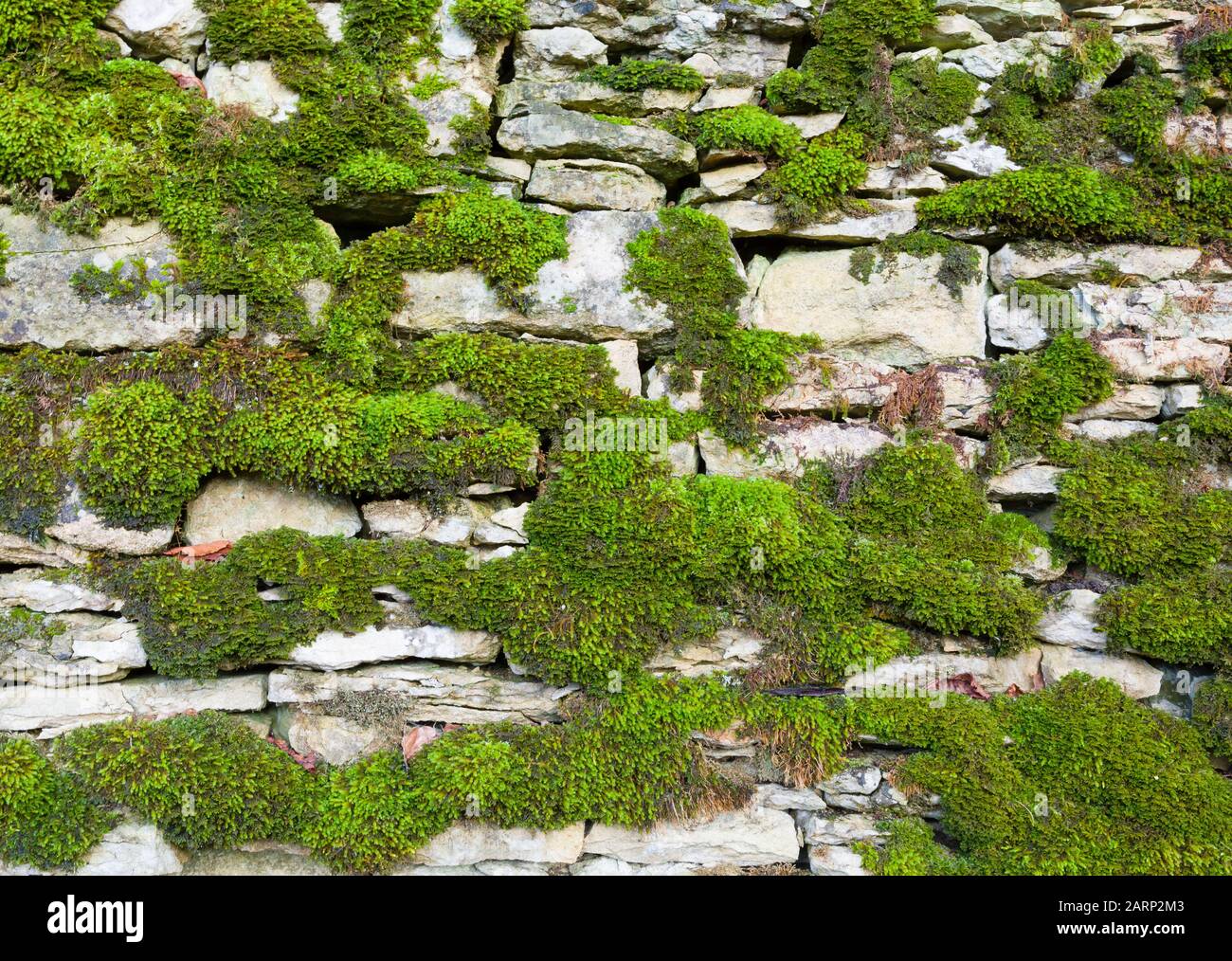 Mit Moos bedeckte Trockensteinwand. Oxfordshire Cotswolds, Großbritannien Stockfoto