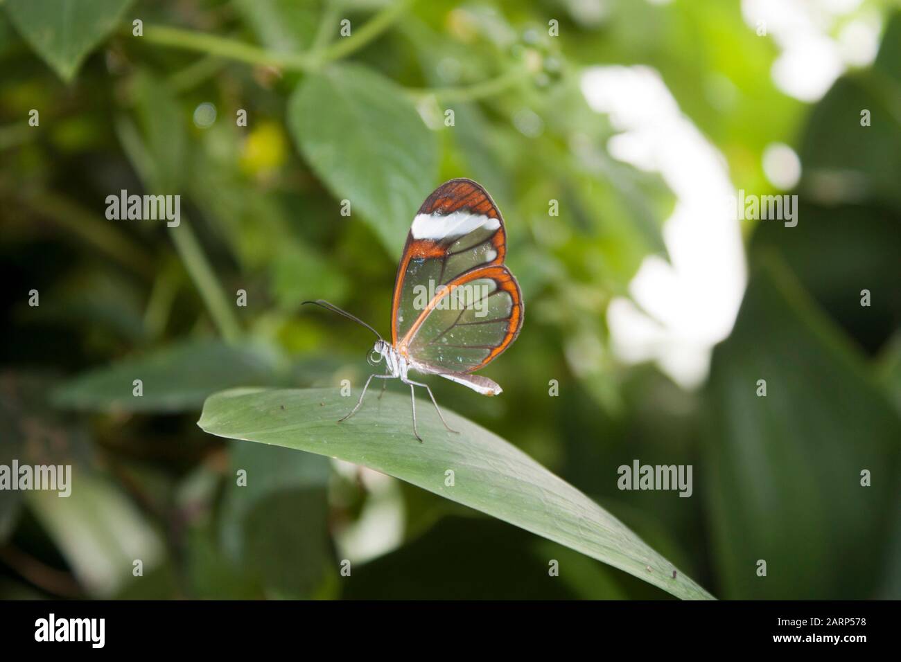 Tropical Butterfly in Butterfly House Stockfoto