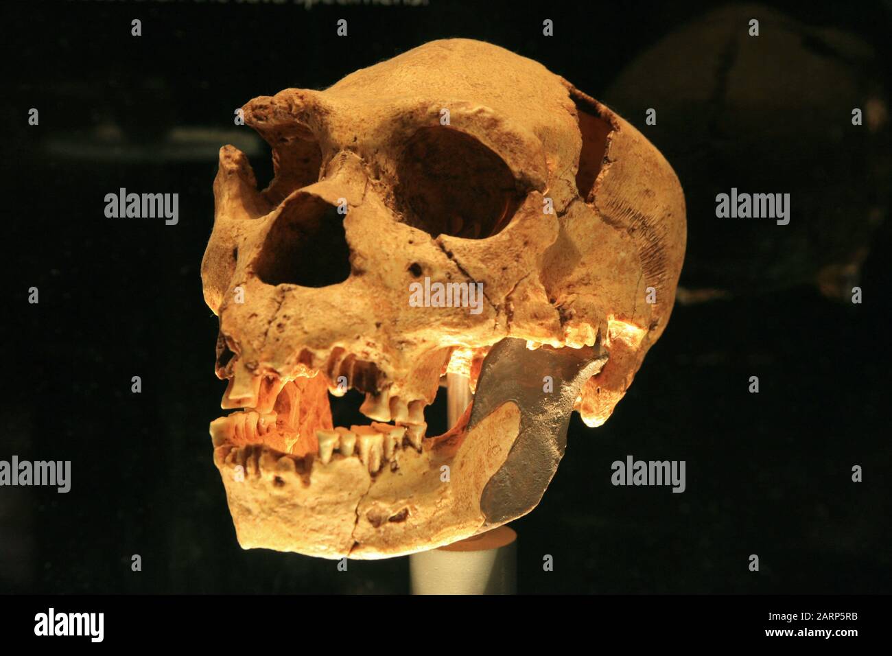 Prähistorischer humanoider Schädel innerhalb Der Wiege der Menschheit, Maropeng, Gauteng, Südafrika. Stockfoto