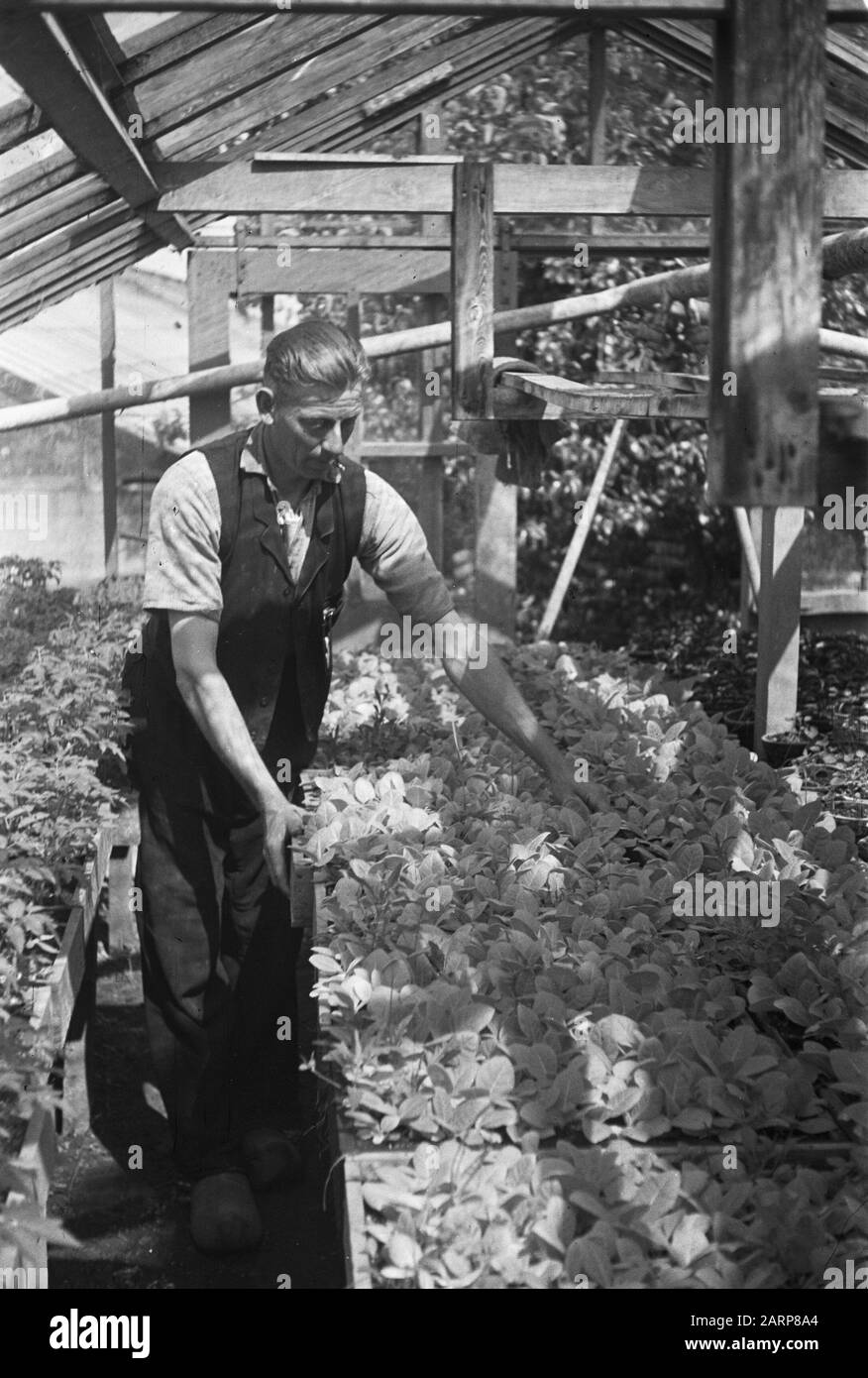 Tabakpflanzen West Friesland Datum: 3. Juni 1946 Standort: Friesland Stichwörter: TABAKSPLANTE Stockfoto