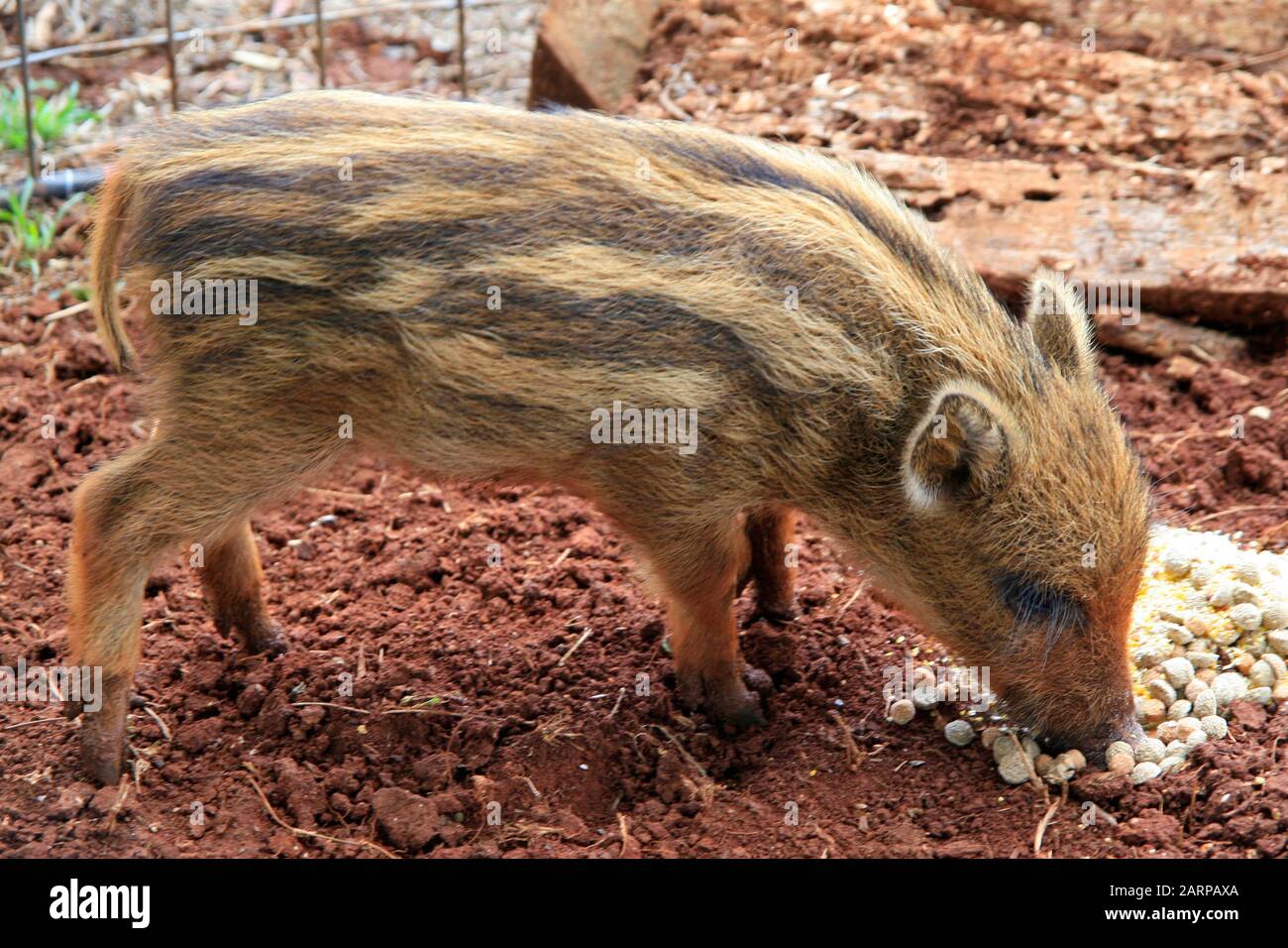 Wildschwein-Fütterung auf Pellets, (Sus scrofa), Pretoria/Tshwane, Gauteng, Südafrika. Stockfoto