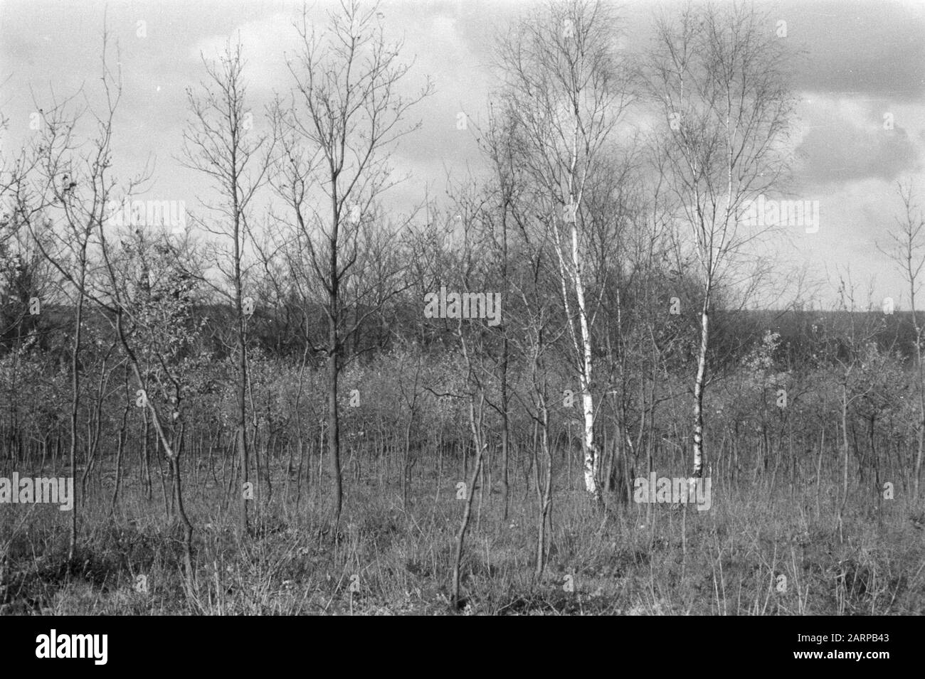 Verschiedene Laubbäume Datum: Undatierte Stichwörter: Verschiedene Laubbäume Stockfoto