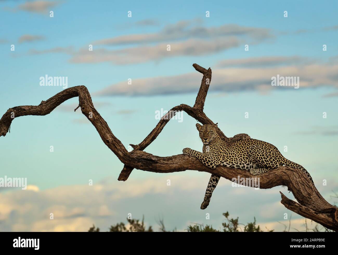 Leopard in Tree, Samburu National Reserve, Kenia Stockfoto